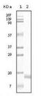 Synuclein Alpha antibody, NB110-89444, Novus Biologicals, Western Blot image 
