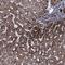 WD Repeat Domain 66 antibody, NBP1-82711, Novus Biologicals, Immunohistochemistry frozen image 