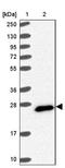 Family With Sequence Similarity 3 Member C antibody, NBP2-13996, Novus Biologicals, Western Blot image 