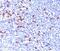 Ig kappa-b4 chain C region antibody, 33-145, ProSci, Immunohistochemistry frozen image 