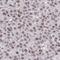 CLK4 Associating Serine/Arginine Rich Protein antibody, HPA060469, Atlas Antibodies, Immunohistochemistry paraffin image 