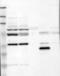 Opsin 3 antibody, TA590536, Origene, Western Blot image 
