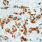Estrogen Receptor 1 antibody, LS-C88115, Lifespan Biosciences, Immunohistochemistry frozen image 