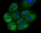 Glutamate-Cysteine Ligase Modifier Subunit antibody, A02948-1, Boster Biological Technology, Immunocytochemistry image 