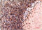 Cystatin C antibody, GTX34334, GeneTex, Immunohistochemistry paraffin image 