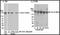 DNA Topoisomerase II Alpha antibody, ab12318, Abcam, Immunoprecipitation image 