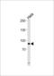 Ubiquitin Like With PHD And Ring Finger Domains 1 antibody, LS-C160423, Lifespan Biosciences, Western Blot image 