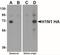 Seasonal H1N1 Hemagglutinin antibody, NBP2-41104, Novus Biologicals, Western Blot image 