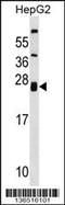 Zinc And Ring Finger 1 antibody, 58-699, ProSci, Western Blot image 