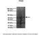 Paired Box 3 antibody, 27-598, ProSci, Enzyme Linked Immunosorbent Assay image 