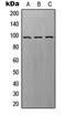 Rap Guanine Nucleotide Exchange Factor 3 antibody, orb214985, Biorbyt, Western Blot image 