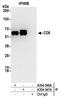 CD5 Molecule antibody, A304-346A, Bethyl Labs, Immunoprecipitation image 