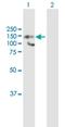 Histone Deacetylase 9 antibody, H00009734-B01P, Novus Biologicals, Western Blot image 