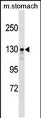 SLIT-ROBO Rho GTPase-activating protein 1 antibody, PA5-48908, Invitrogen Antibodies, Western Blot image 