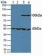 PSA antibody, LS-C373197, Lifespan Biosciences, Western Blot image 