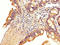 Solute Carrier Family 22 Member 23 antibody, LS-C672528, Lifespan Biosciences, Immunohistochemistry paraffin image 