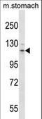 Fms Related Tyrosine Kinase 3 antibody, LS-C164388, Lifespan Biosciences, Western Blot image 