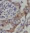 Testis-specific Y-encoded-like protein 2 antibody, FNab01513, FineTest, Immunohistochemistry frozen image 