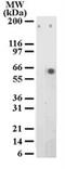 Activating Transcription Factor 2 antibody, NB100-56594, Novus Biologicals, Western Blot image 