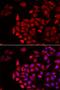 COCH antibody, LS-C334796, Lifespan Biosciences, Immunofluorescence image 
