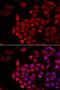 Cochlin antibody, LS-C334796, Lifespan Biosciences, Immunofluorescence image 