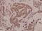 Protein FAM3D antibody, PA5-37466, Invitrogen Antibodies, Immunohistochemistry frozen image 