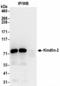 Fermitin Family Member 2 antibody, NBP2-36541, Novus Biologicals, Immunoprecipitation image 