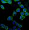 Indoleamine 2,3-Dioxygenase 1 antibody, PB9603, Boster Biological Technology, Immunofluorescence image 