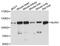 NLR Family Member X1 antibody, A4976, ABclonal Technology, Western Blot image 
