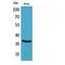 TNF Superfamily Member 9 antibody, LS-C387229, Lifespan Biosciences, Western Blot image 