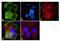 G Protein-Coupled Receptor Kinase 1 antibody, GTX22775, GeneTex, Immunofluorescence image 