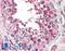 Cytochrome C Oxidase Subunit 4I1 antibody, LS-B3256, Lifespan Biosciences, Immunohistochemistry paraffin image 
