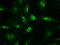 Neurotrophin 4 antibody, GTX83981, GeneTex, Immunofluorescence image 