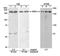 Structural Maintenance Of Chromosomes 4 antibody, A300-064A, Bethyl Labs, Western Blot image 