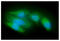 Acyl-CoA Thioesterase 8 antibody, GTX57615, GeneTex, Immunofluorescence image 