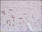 Semaphorin 3A antibody, 251491, Abbiotec, Immunohistochemistry paraffin image 
