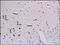 Semaphorin-3A antibody, 251491, Abbiotec, Immunohistochemistry paraffin image 