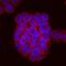 Phospholipid Scramblase 1 antibody, MAB8137, R&D Systems, Immunocytochemistry image 