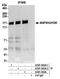 Mitogen-Activated Protein Kinase Kinase Kinase Kinase 4 antibody, A301-503A, Bethyl Labs, Immunoprecipitation image 