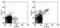 Interleukin 2 Receptor Subunit Beta antibody, 13-1222-82, Invitrogen Antibodies, Flow Cytometry image 