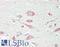 Cell Cycle Associated Protein 1 antibody, LS-B13536, Lifespan Biosciences, Immunohistochemistry paraffin image 