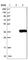 Spermidine Synthase antibody, HPA015746, Atlas Antibodies, Western Blot image 