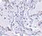 Telomerase Associated Protein 1 antibody, PA5-20354, Invitrogen Antibodies, Immunohistochemistry frozen image 
