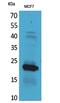 Interferon Lambda 2 antibody, A09233, Boster Biological Technology, Western Blot image 