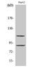 Zinc Finger Protein 148 antibody, STJ96299, St John