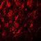 Solute Carrier Family 39 Member 9 antibody, A13097-2, Boster Biological Technology, Immunofluorescence image 