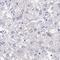 Zinc Finger Protein 485 antibody, HPA059356, Atlas Antibodies, Immunohistochemistry frozen image 
