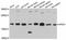 AP2S1 antibody, abx125522, Abbexa, Western Blot image 