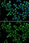 Complement C1q Binding Protein antibody, GTX55544, GeneTex, Immunocytochemistry image 