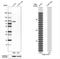 Factor Interacting With PAPOLA And CPSF1 antibody, NBP1-83600, Novus Biologicals, Western Blot image 